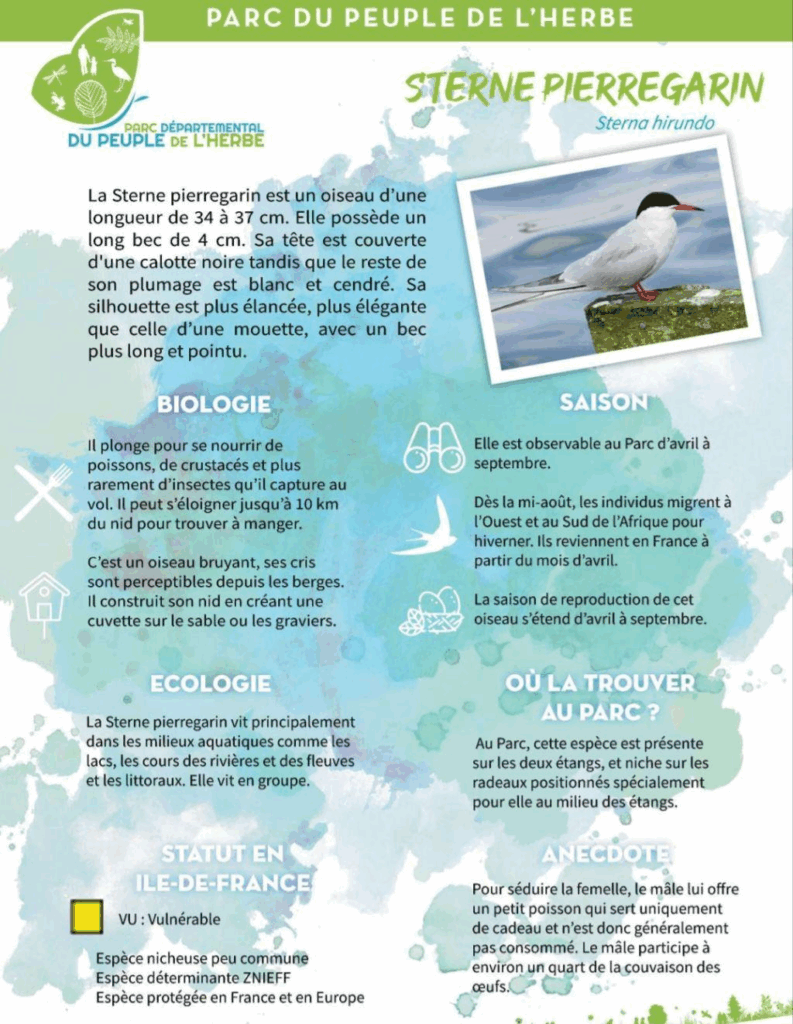 fiche du sterne, publiée par le Parc du peuple de l'herbe à Carrières-sous-Poissy